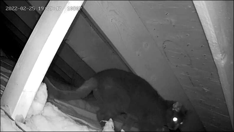 A cat strolls by a security camera.