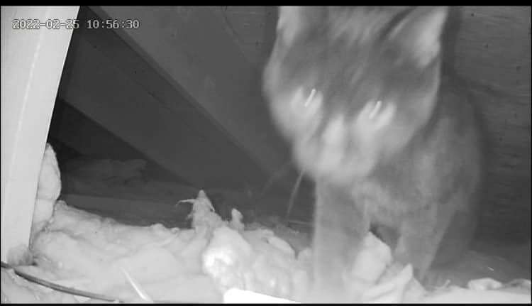 A cat looks into a security camera.