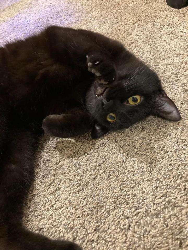 A black cat lays on the floor.