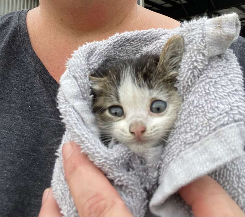 A kitten is held, wrapped in a white towel.