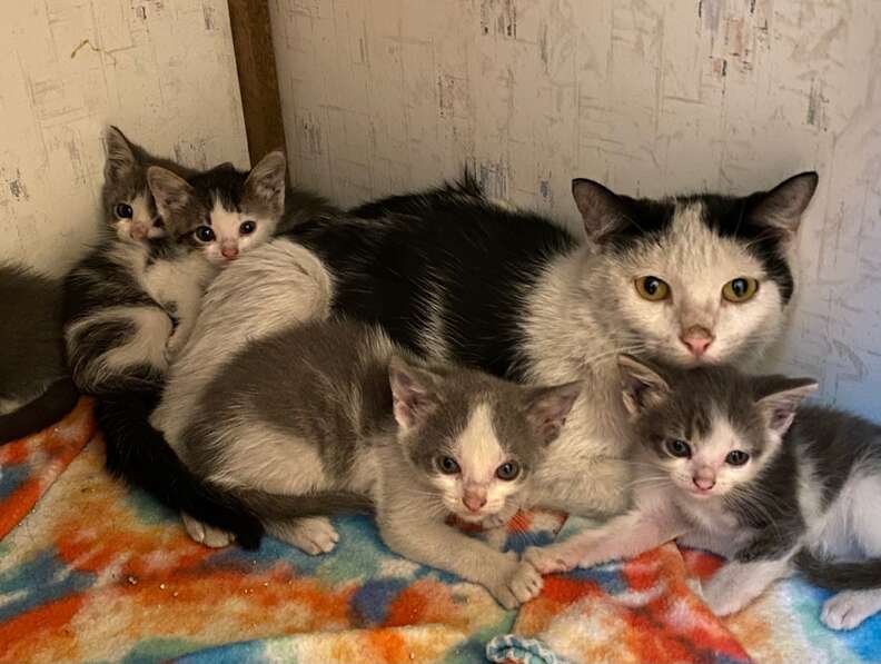 A mama cat is reunited with her kittens.