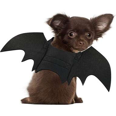 This spooky bat costume: Rypet Dog Bat Costume