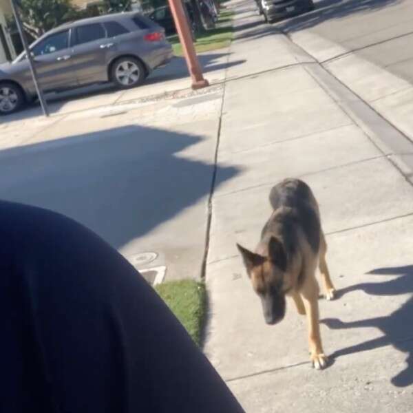 dog following woman