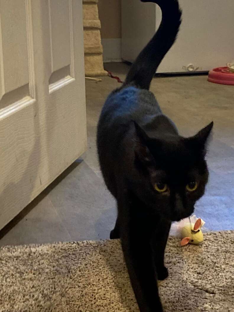 A black cat wanders the laundry room.