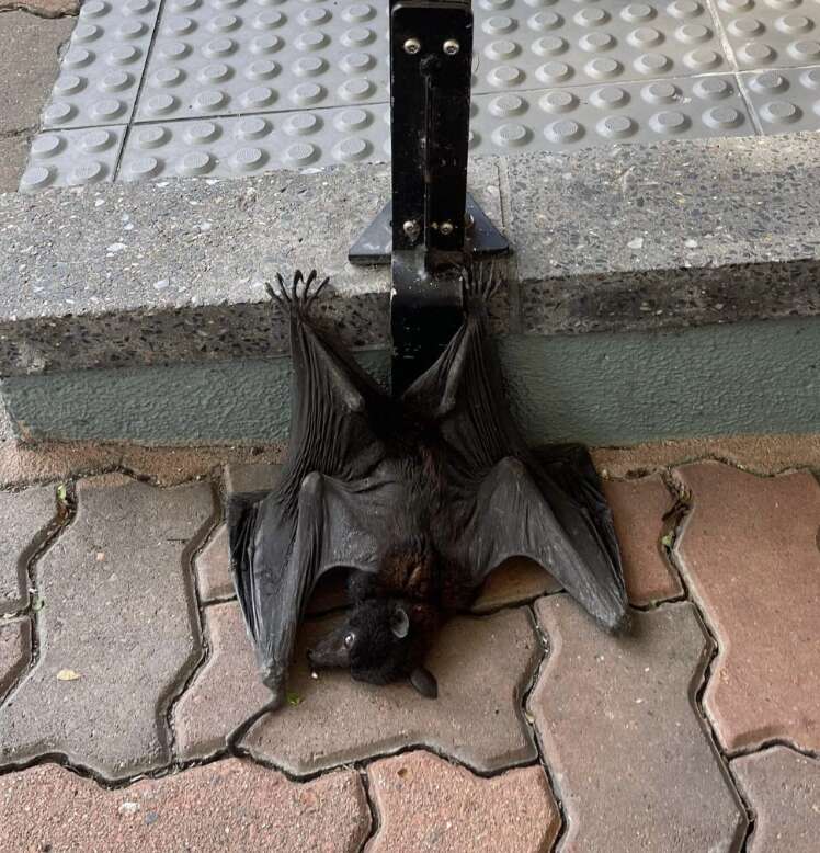 bat clinging to sidewalk