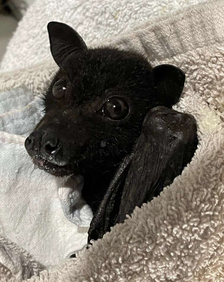 bat in towel