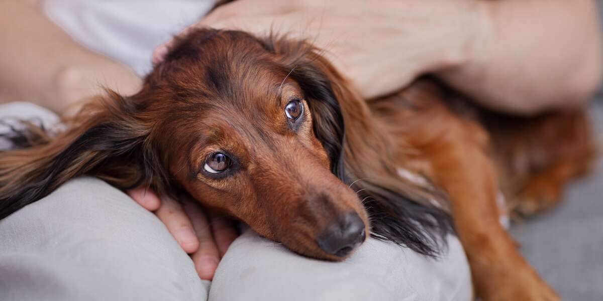 Un virus mortel chez les chiens a été découvert dans le Michigan, et voici ce qu’un vétérinaire veut que les parents d’animaux sachent – DodoWell