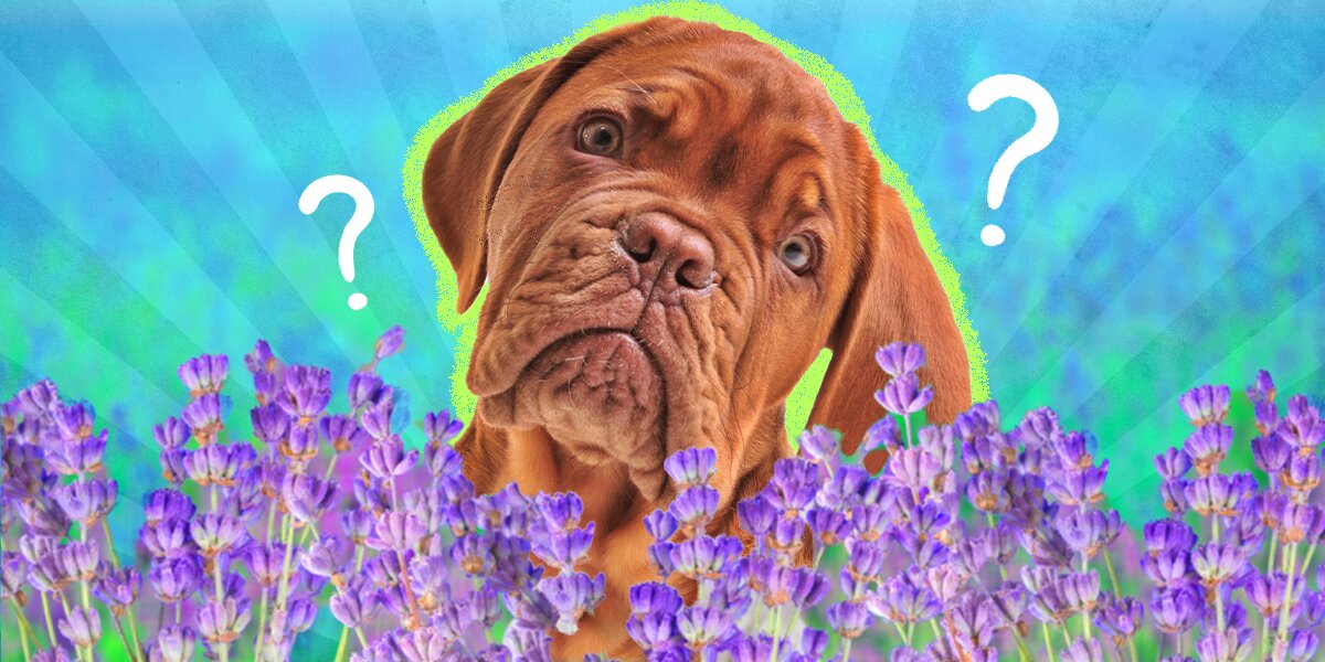 Lavender plant best sale poisonous to dogs