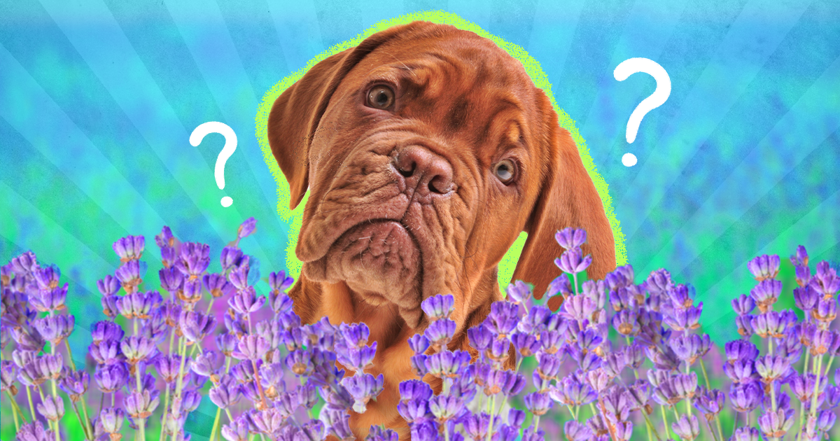 Is lavender plant clearance toxic to dogs