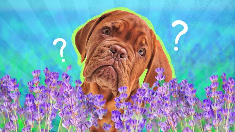 is lavender safe for dogs