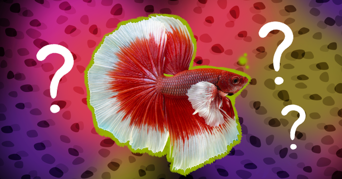 Betta Fish Food: What To Look For And 3 Highly Rated Options - DodoWell -  The Dodo