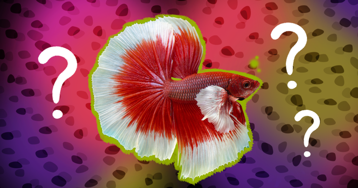 Betta Fish Food What To Look For And 3 Highly Rated Options DodoWell The Dodo