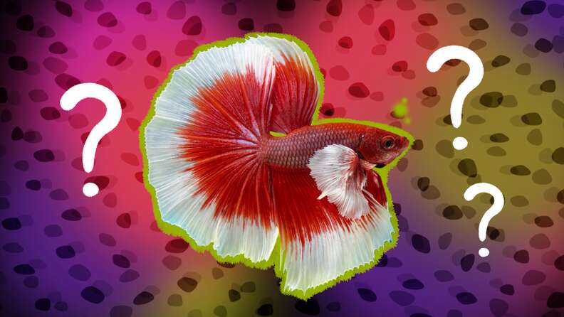 Dog ate hotsell betta fish food