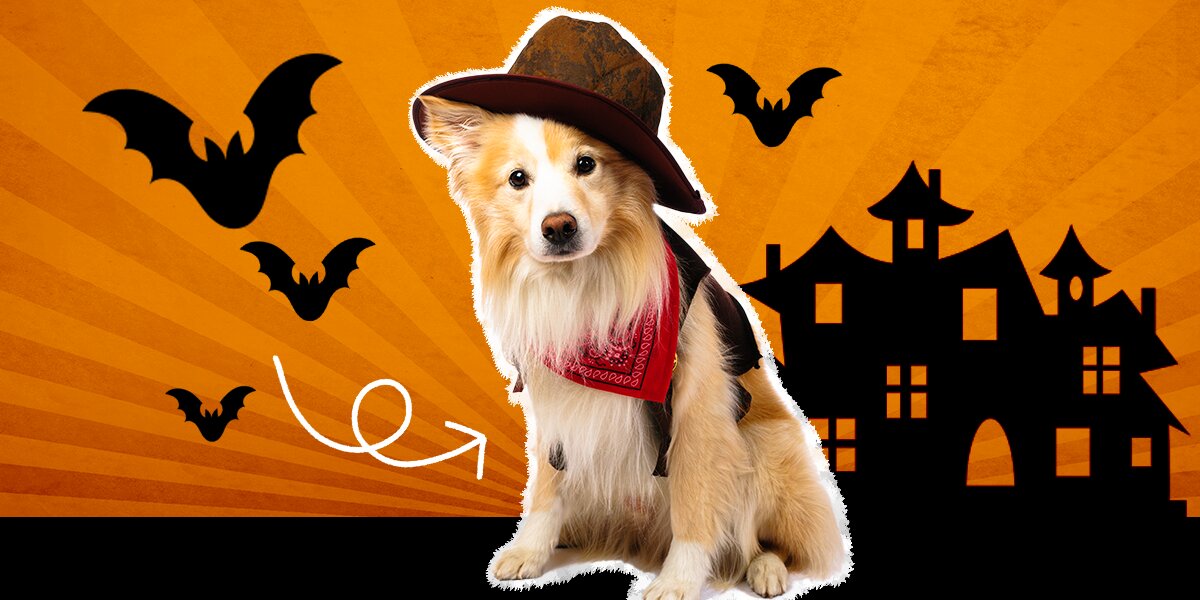 Cowboy halloween clearance costume for dogs