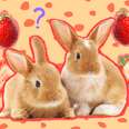 can rabbits eat strawberries