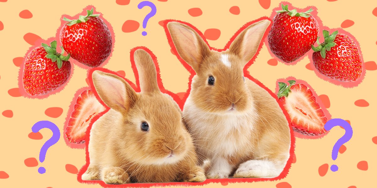 Can Rabbits Have Strawberries? Discover the Juicy Truth!