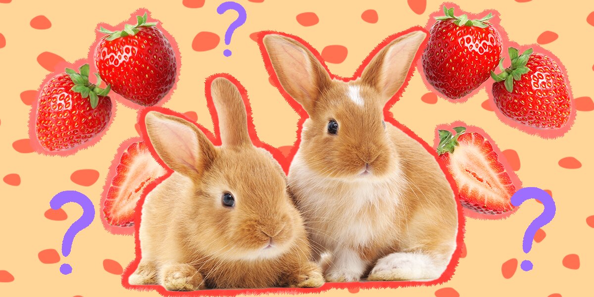 Can Rabbits Have Strawberries? Discover the Juicy Truth!