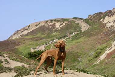 Best Places for Dogs in the Bay Area