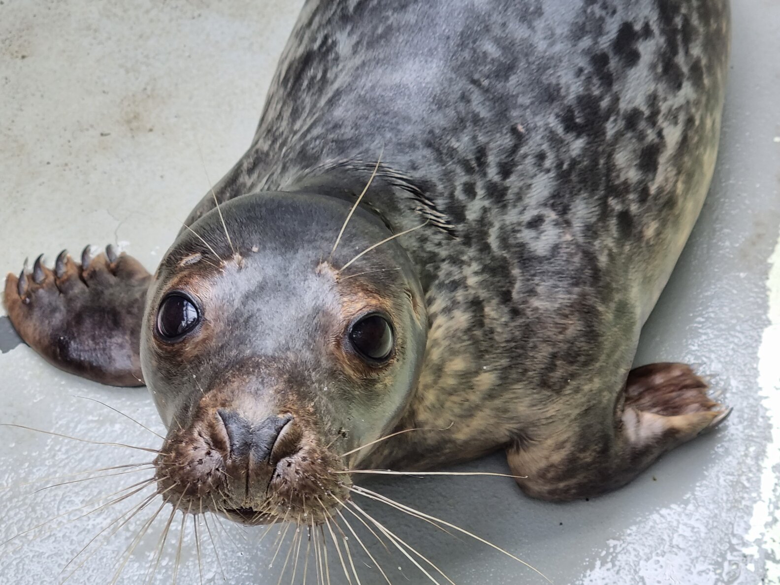 PDFLongfellow's Life and Legacy - Wisdom Past Escapes Contexts Comprised Seals Conveniently Raising