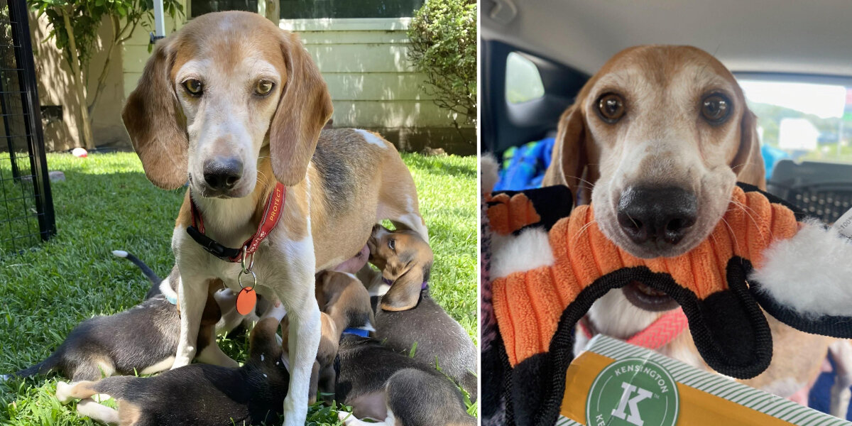 Providence, RI - Dachshund/Beagle. Meet Alaric KL in MS a Pet for Adoption  - AdoptaPet.com