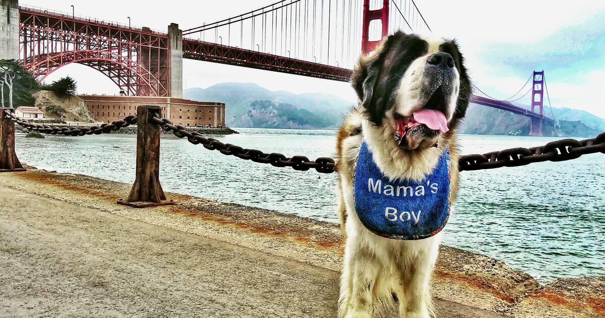 Your Go-To Dog-Friendly Guide to San Francisco · The Wildest