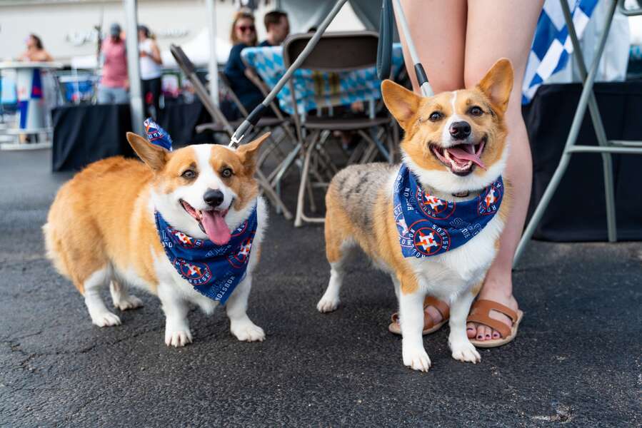 Things To Do With Your Dog in Houston, TX Restaurants and Bars Thrillist