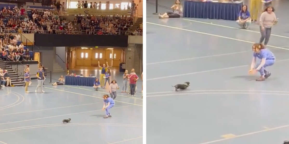Watch This Determined Senior Pup Adorably Lose Wiener Dog Race - The Dodo