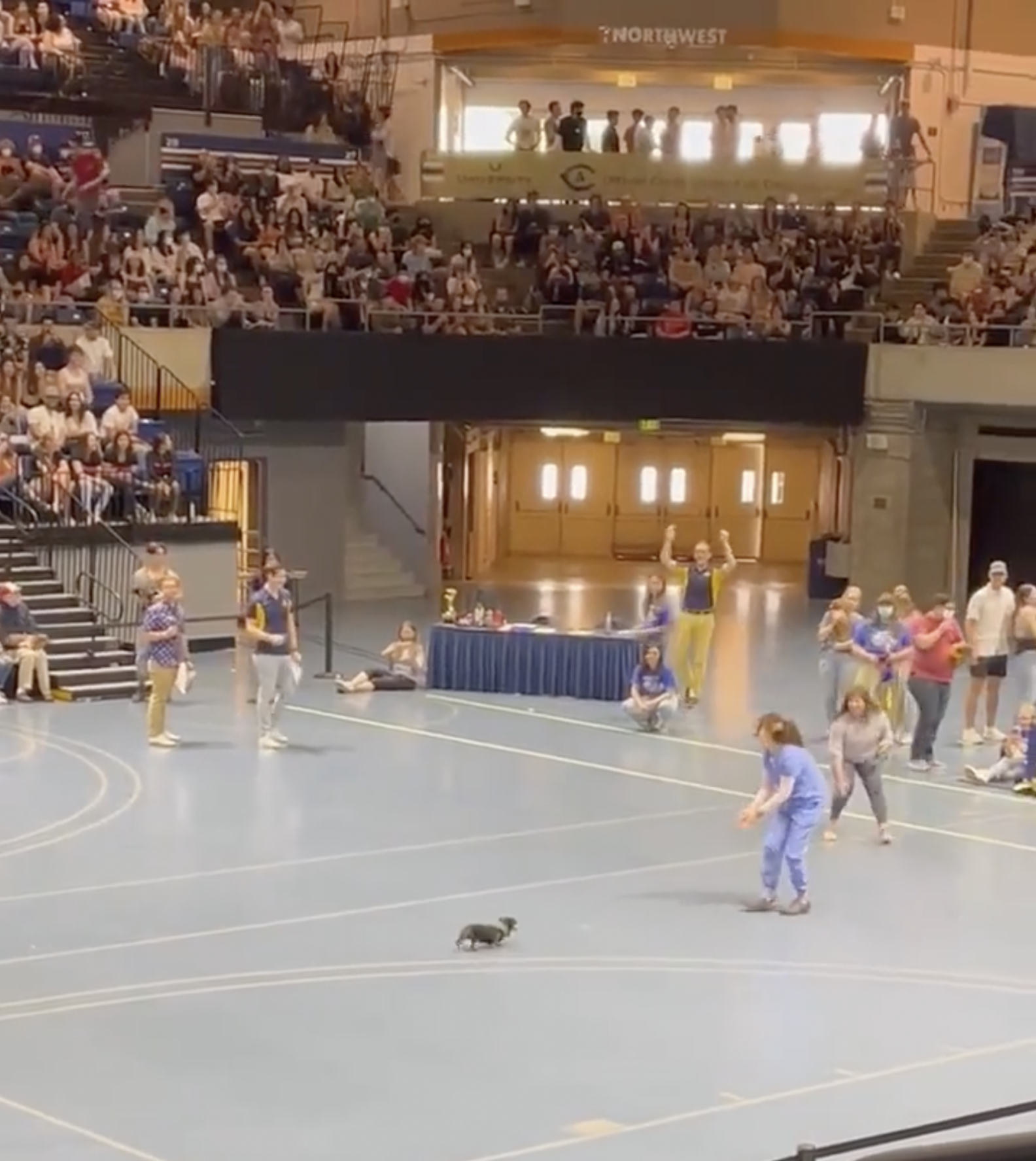 Watch This Determined Senior Pup Adorably Lose Wiener Dog Race - The Dodo