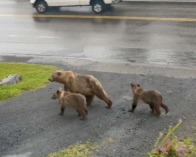 bears walking down street 