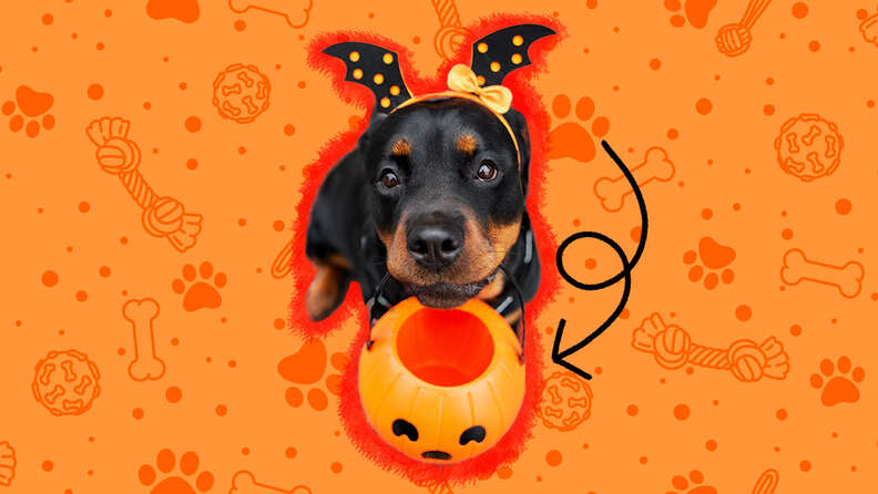 halloween puppies