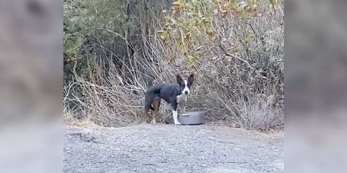 Woman Finds Puppy Abandoned In Forest And Knows Just What To Do - The Dodo