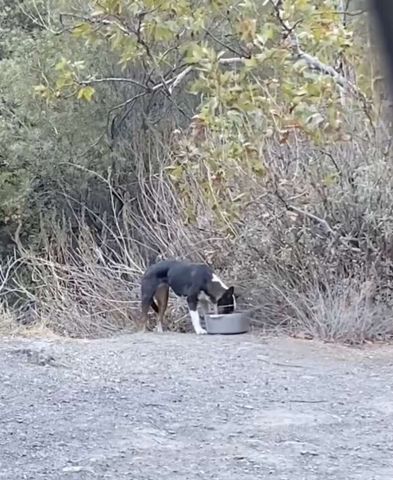 Such little puppies abandoned in a ditch by the road