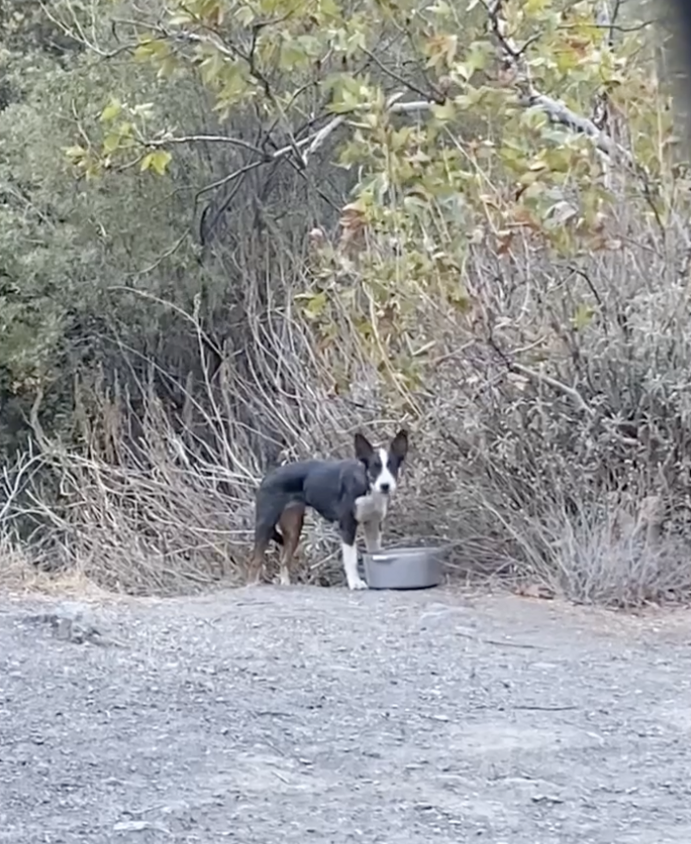 Woman Finds Puppy Abandoned In Forest And Knows Just What To Do - The Dodo