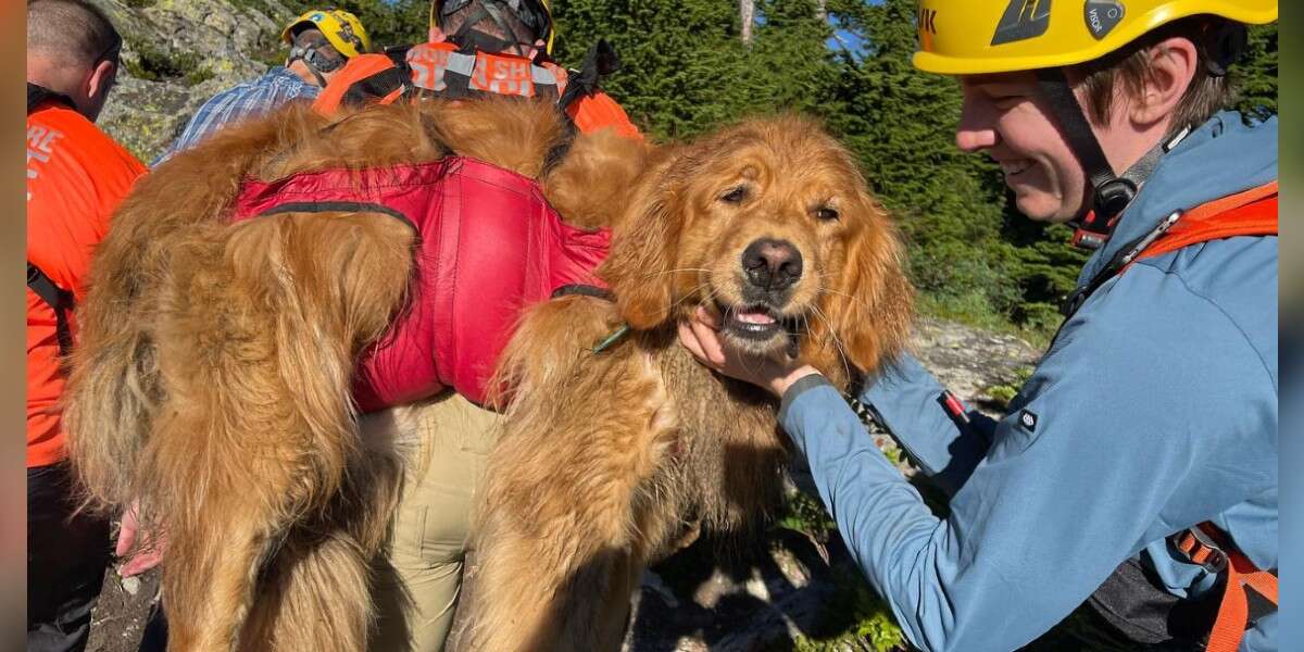 100-Pound Dog Injured On Hiking Trail Is So Happy To See His Rescuers ...