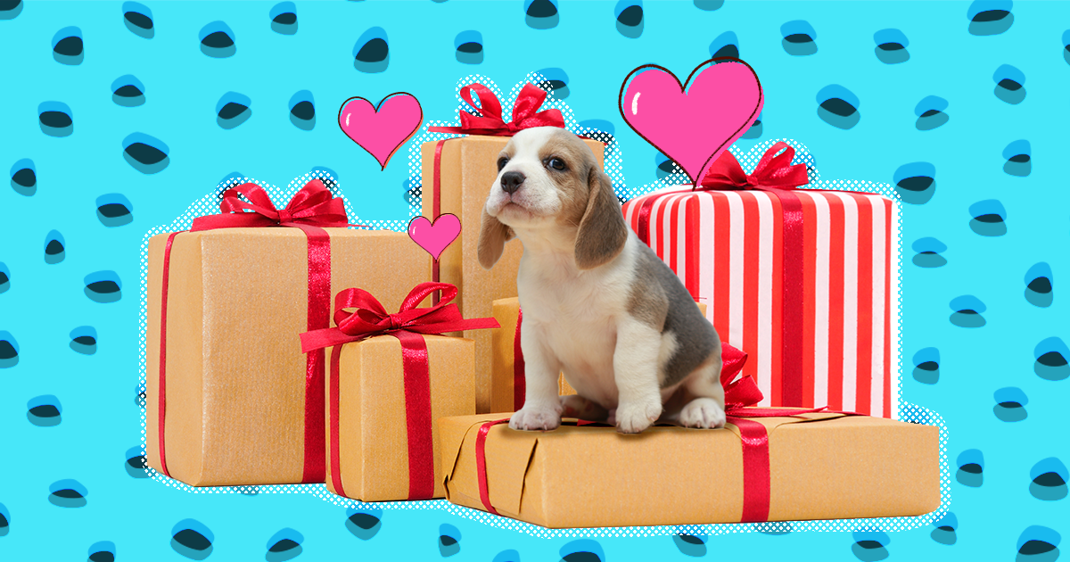 10 Gifts For Someone Who Just Adopted A New Dog - DodoWell - The Dodo