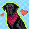 dog wearing bandana with hearts