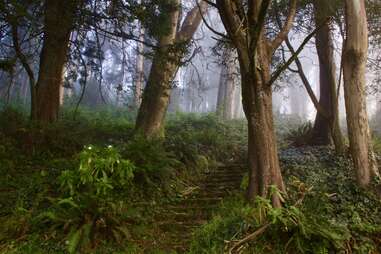 Mount Davidson Sherwood Forest