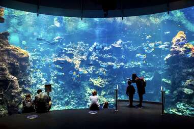 California Academy of Sciences