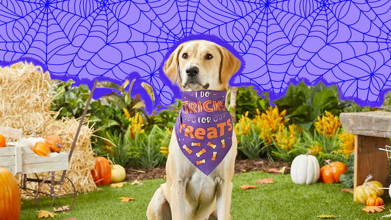 Halloween bandana outlet dog