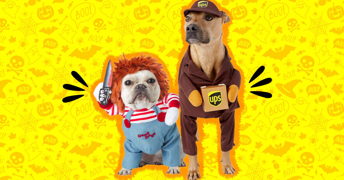 Dog Costumes: The 22 Best Options For Halloween 2022 - DodoWell