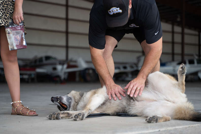 dog rolling on ground