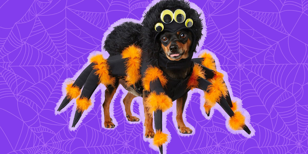 Dog dressed like a spider best sale