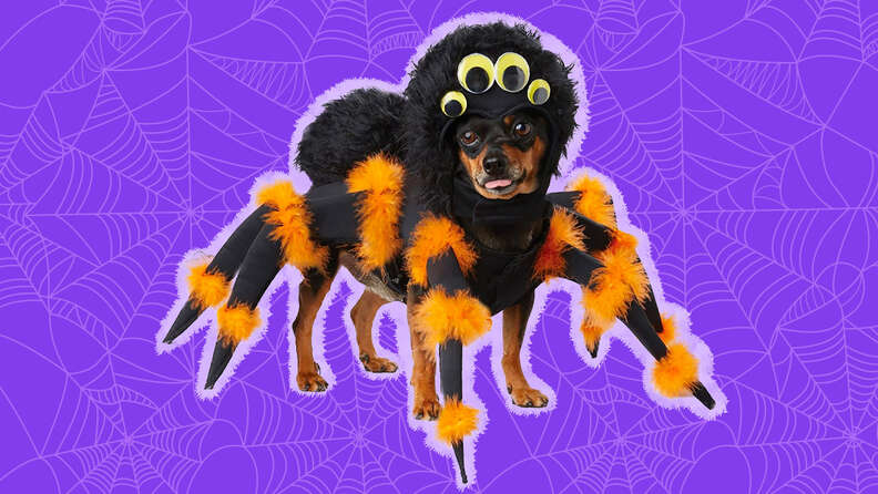 purple spider costume diy