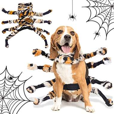 dog costume spider