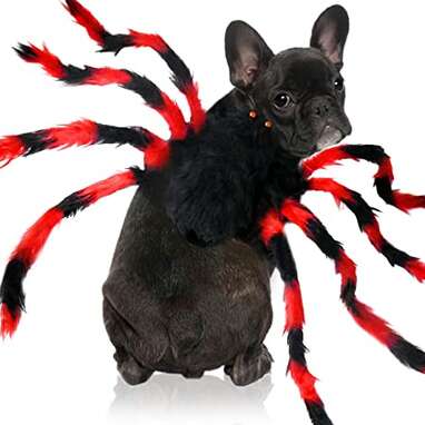 This colorful costume for your vibrant BFF: Malier Halloween Dog Cat Spider Costume