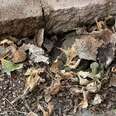 A photo of a leaf pile with a hidden visitor.