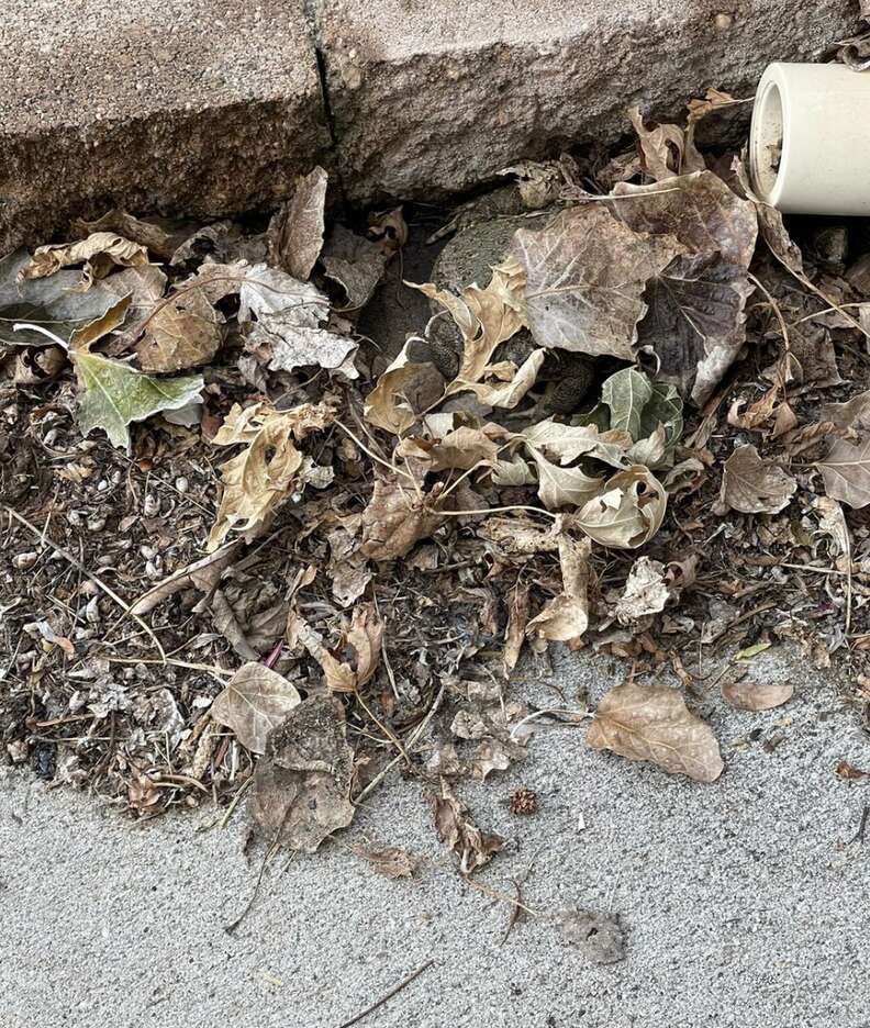 A photo of a leaf pile with a frog hidden.