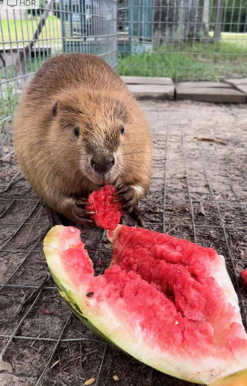 A beaver eats fresh watermelon.