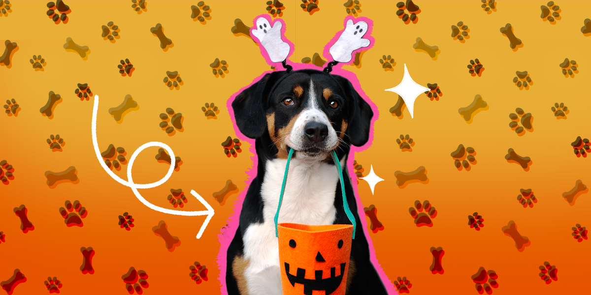 DIY Dog Halloween Costumes These DIY Outfits Are So Easy To Make