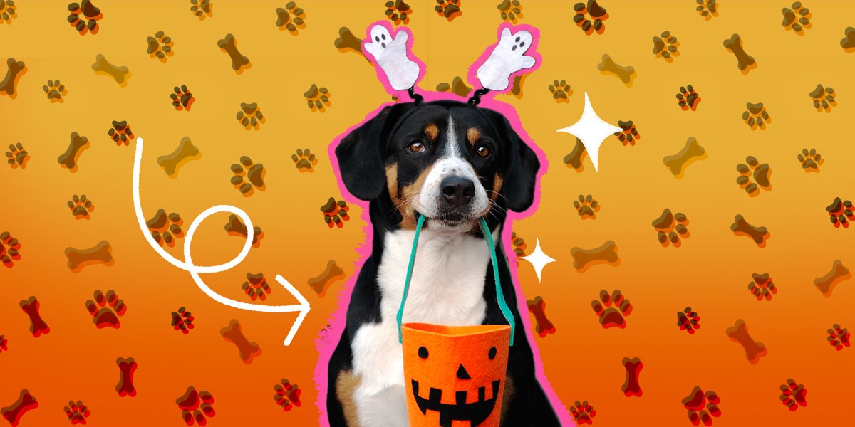 DIY Dog and Cat Costume Ideas - The Idea Room